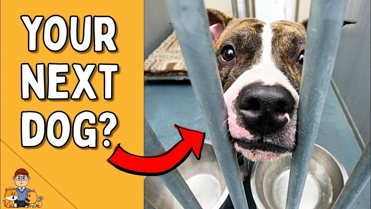 The Best Way To Adopt A Dog (+ find the dog of your dreams)!