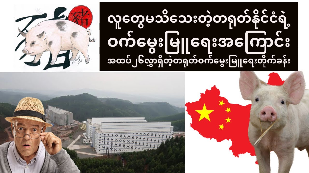 လူတွေမသိသေးတဲ့တရုတ်နိုင်ငံရဲ့ဝက်မွေးမြူရေးအကြောင်း