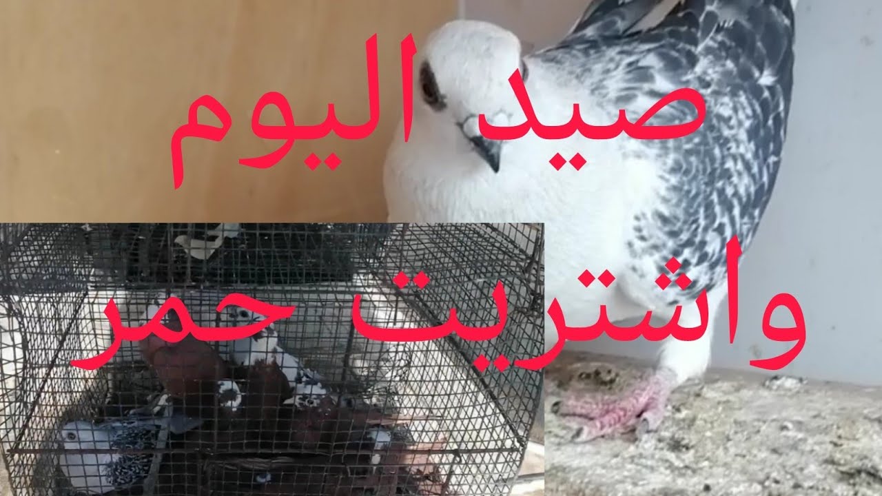 صيد اليوم طيره كحليه اشتريت فرخات حمر بغداد