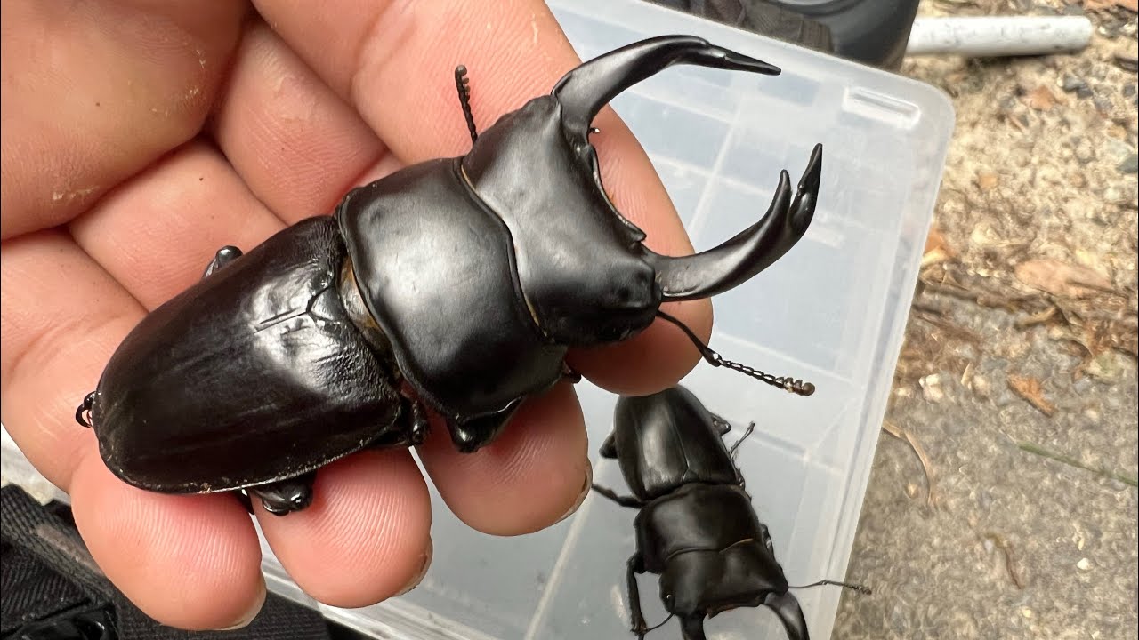 オオクワガタ採集（漢なら、実戦あるのみ！）第二弾