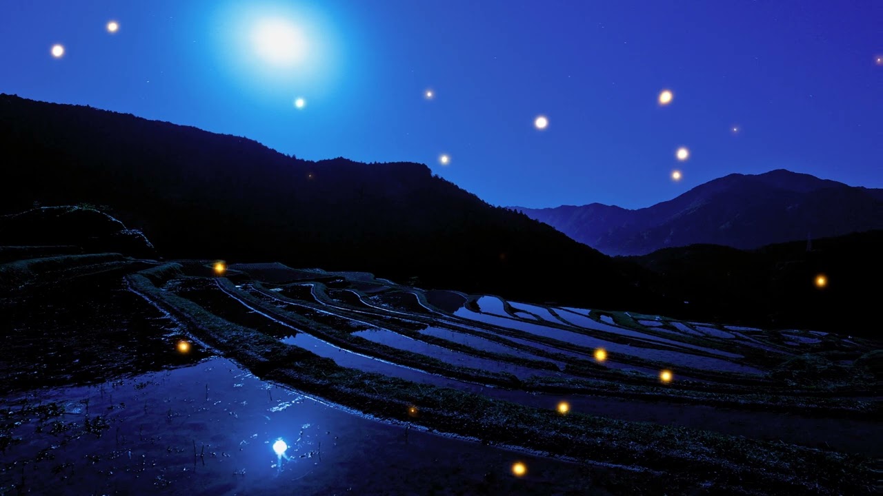 Peaceful Rice Field at Night 🌾✨ Fireflies, Summer Ambience, 3 Hours Relaxation