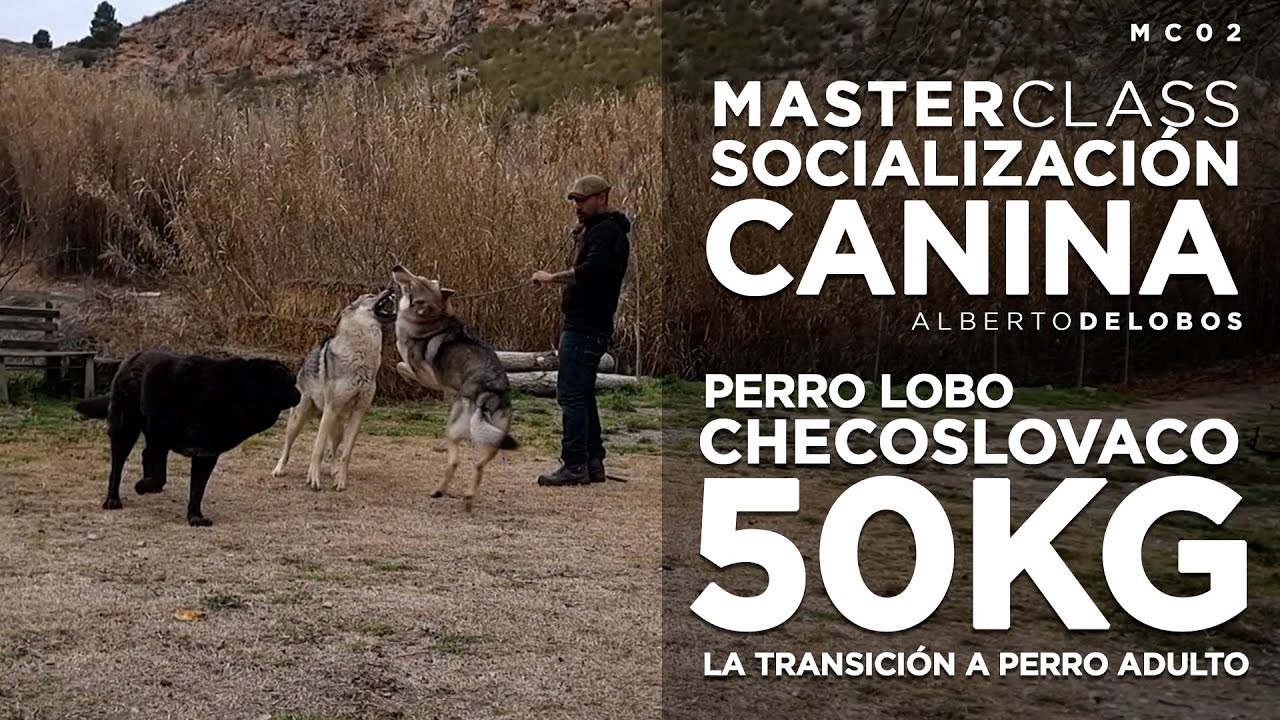 MASTERCLASS SOCIALIZACIÓN CANINA 02: Perro Lobo Checoslovaco de 2 años y 50kg.