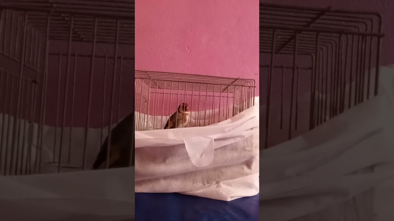 حسون ويداني يتمقنن في الوقت الذي يحب الحسون ان يغرد و يبدع فيه
