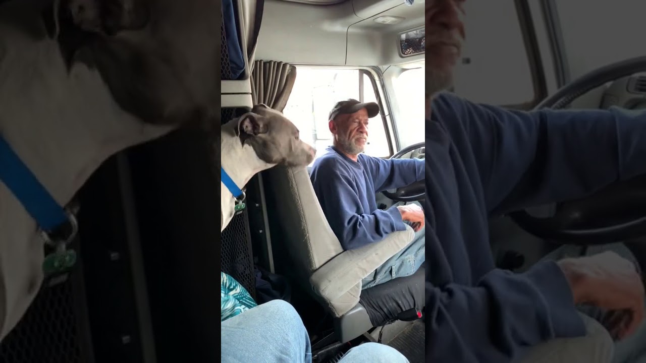 Dog steals man's hat