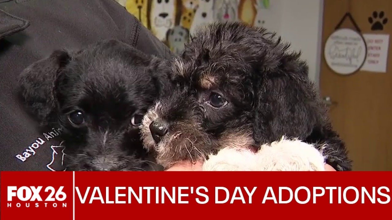 Valentine's Day pet adoptions