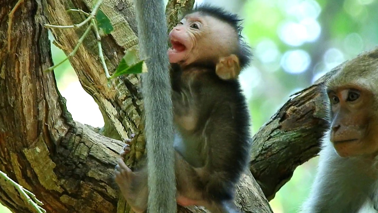 Omg! Baby AVERY catching tree shaking acted @ngry mother doesn`t think method to get baby back.