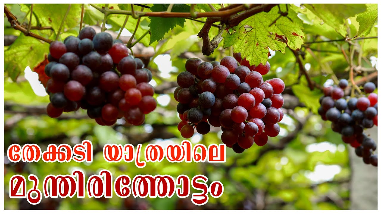 Beautiful Cumbum Grape farm visit | Thekkady | Thekkady tour