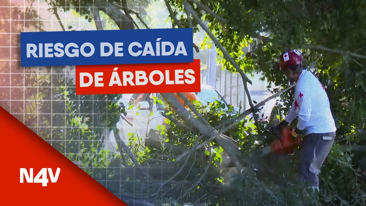 Riesgo de caída de árboles | Noticias 4 Visión | El Salvador