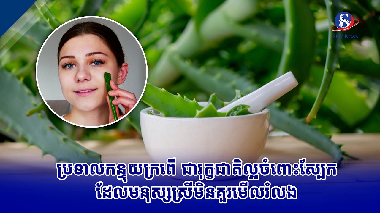 ប្រទាលកន្ទុយក្រពើ ជារុក្ខជាតិល្អចំពោះស្បែកដែលមនុស្សស្រីមិនគួរមើលរំលង