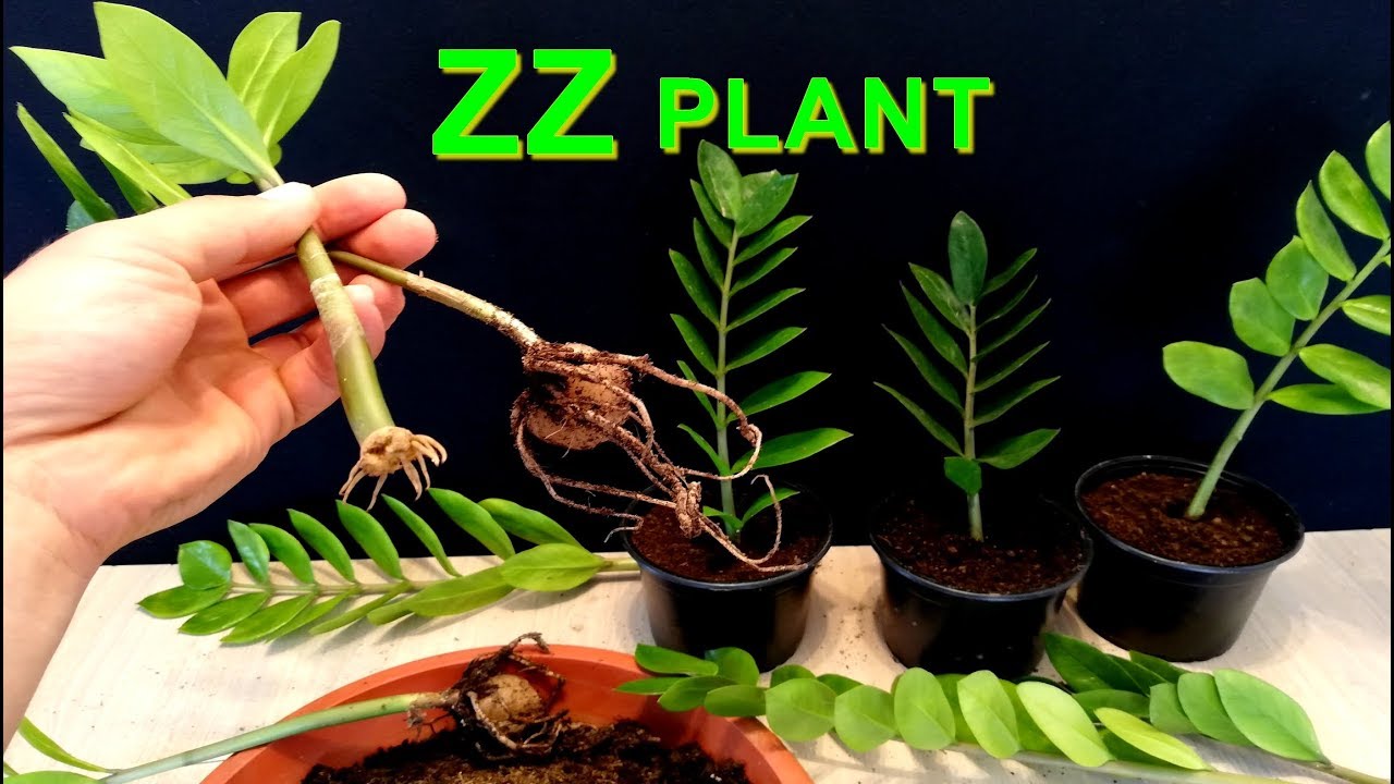 How to grow ZZ Plant from cutted Branch / Zanzibar Gem