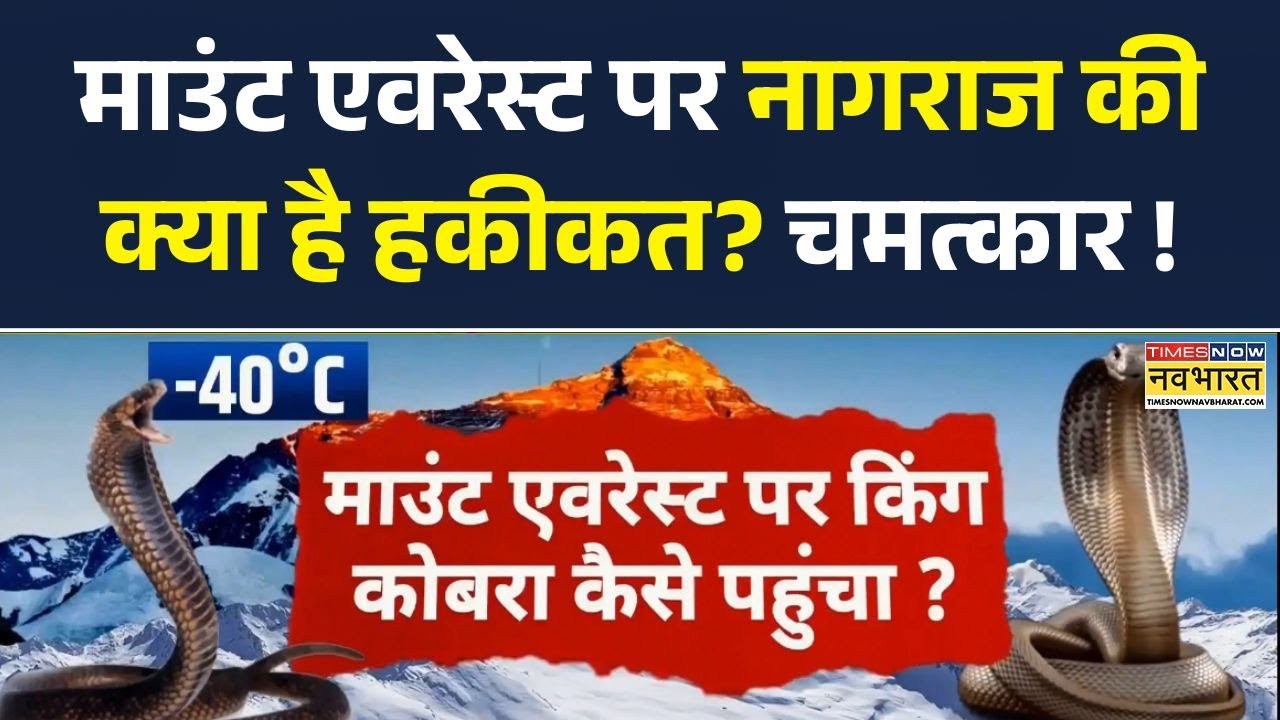 King Cobra Everest: Mount Everest पर नागराज, दुनियाभर में चर्चा, हैरान करने वाली घटना! | King Cobra