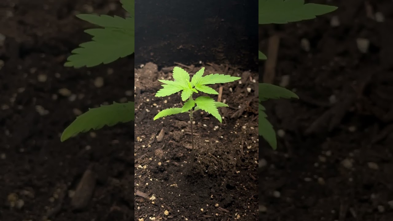 GSC, &asymp;27 days
