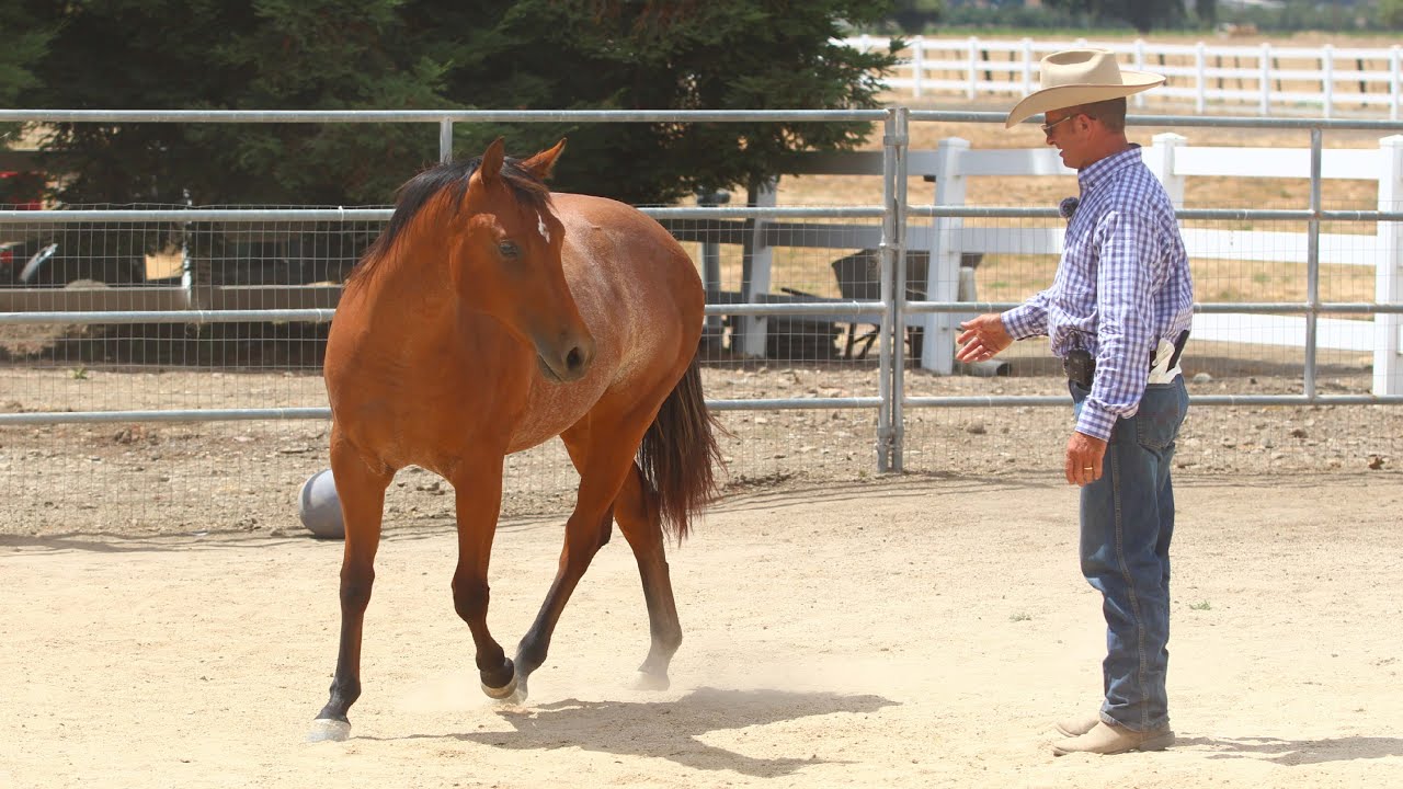 The importance (and benefits) of building connection with a yearling