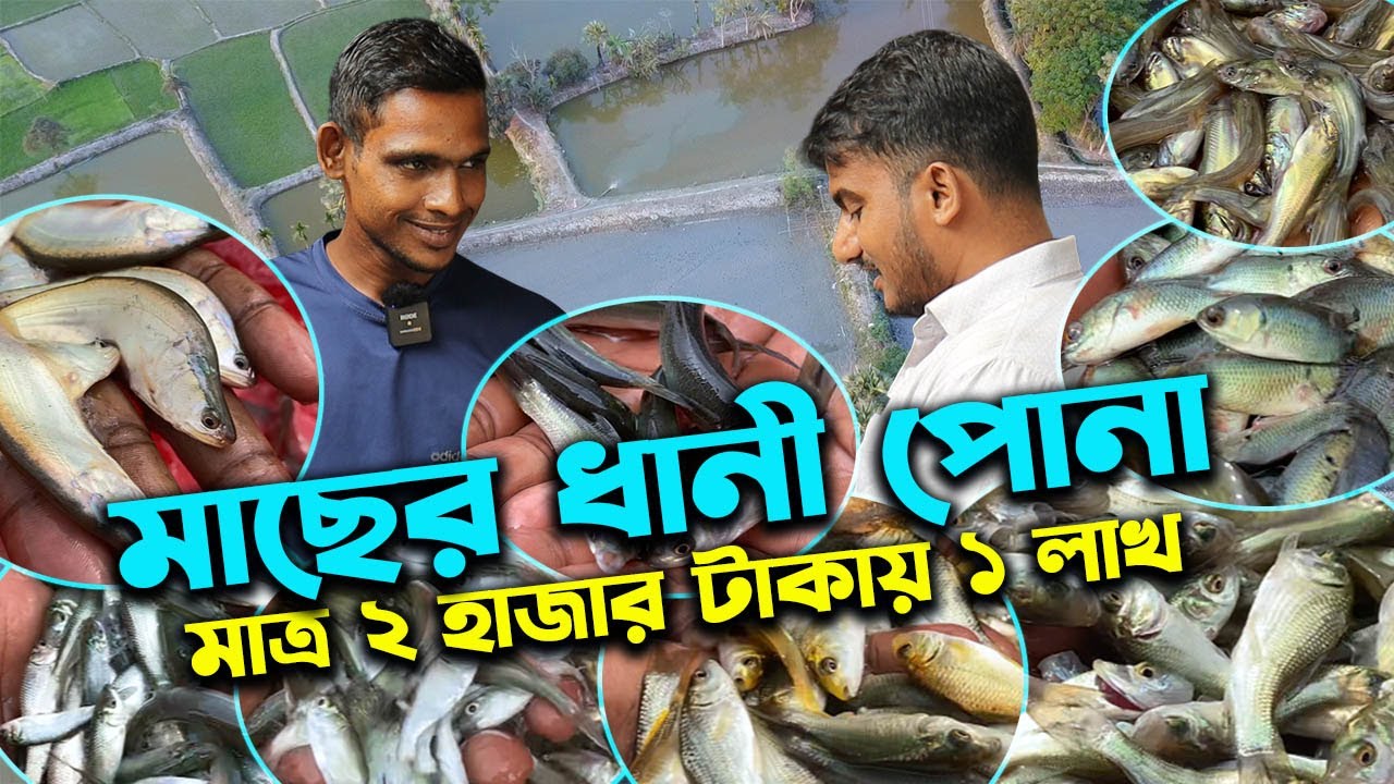 মাত্র ২ হাজার টাকায় ১ লাখ মাছের ধানী পোনা কিনুন যশোরে | উদ্যোক্তার খোঁজে