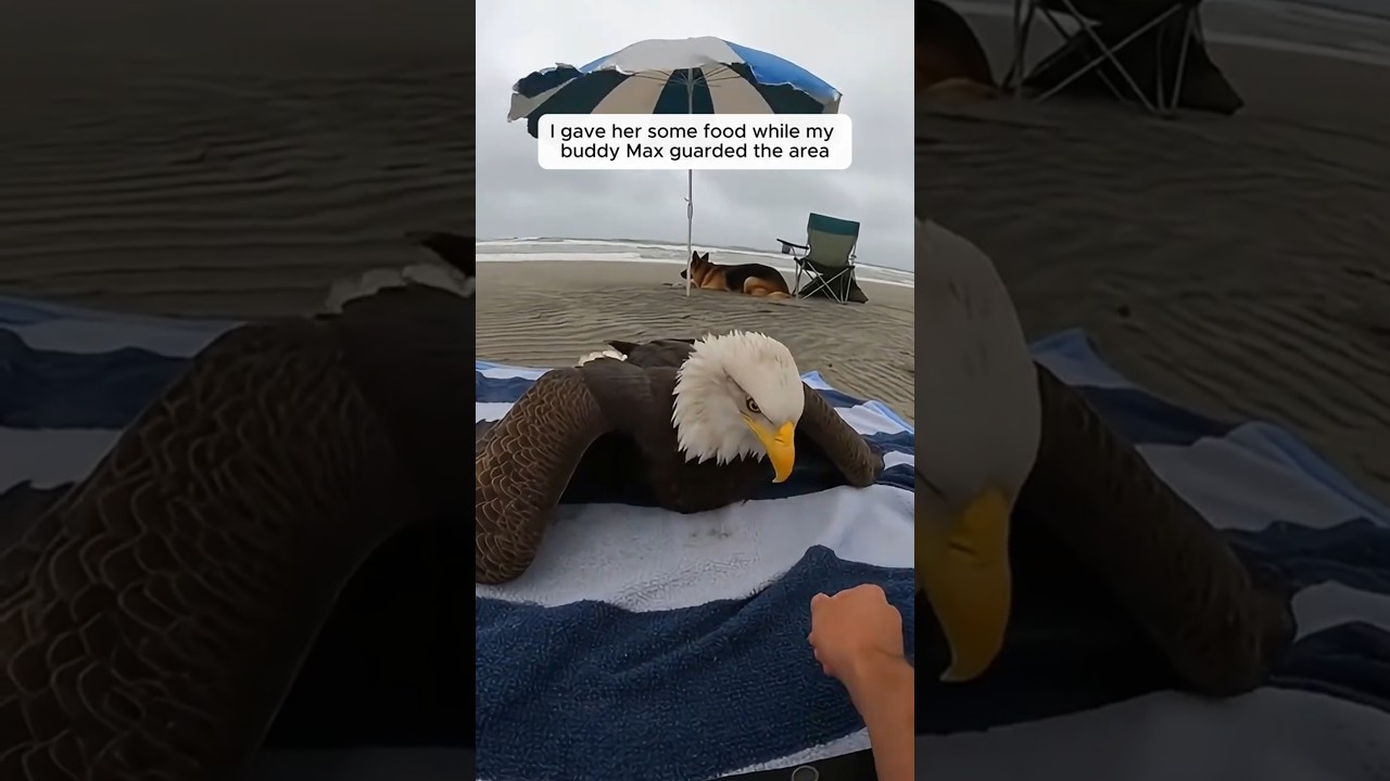 A Bald Eagle was getting attacked by sea gulls on the beach