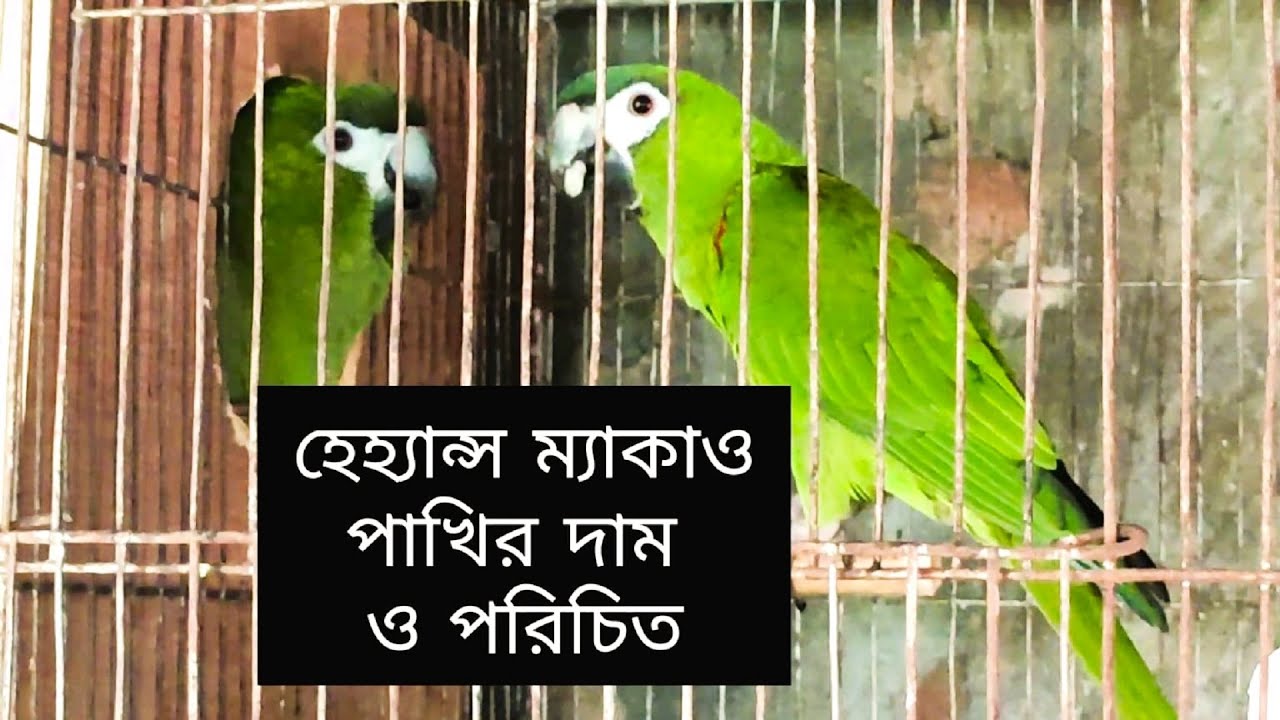 হেহ্যান্স ম্যাকাও পাখির পরিচিতি ও দাম |ম্যাকাও পাখির দাম জানুন | Hahn's Macaw | Red Shouldered Mecaw