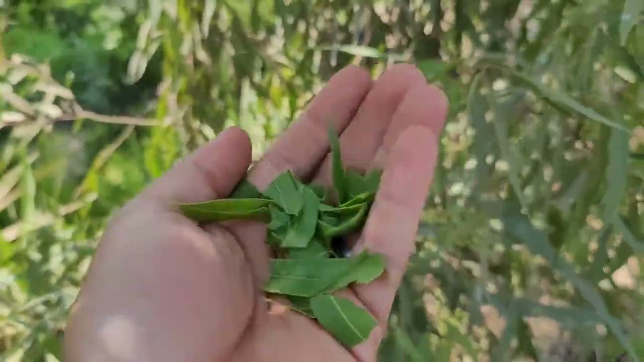 الكافور الليموني: شجرة طبية بعائد اقتصادي حقيقي