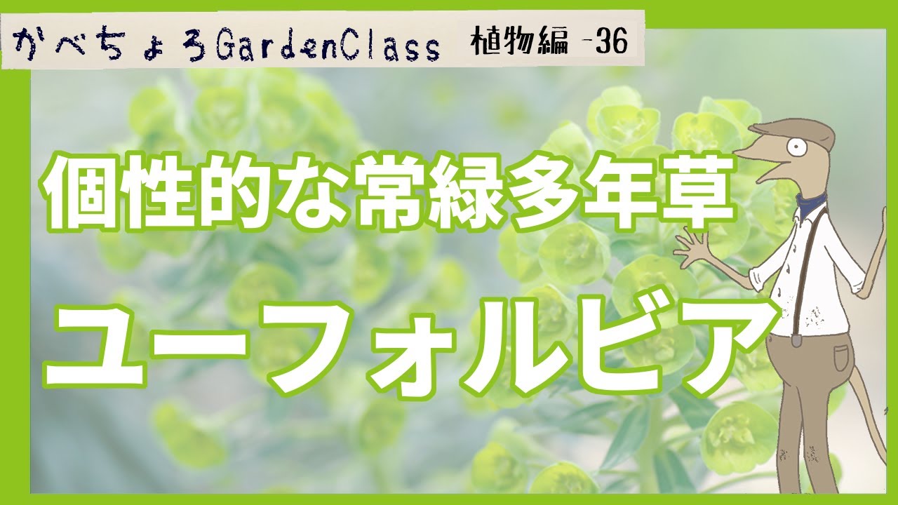 ユーフォルビアは個性的で格好良い常緑多年草です【庭植物編-36】