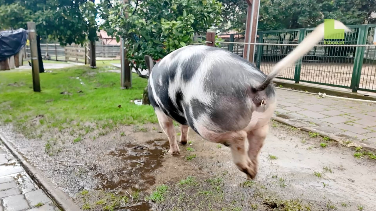 A porquinha Pepa