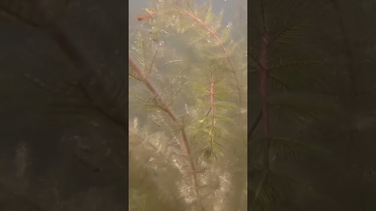 An Underwater Shot of a Beautiful, Clear Lake #shorts