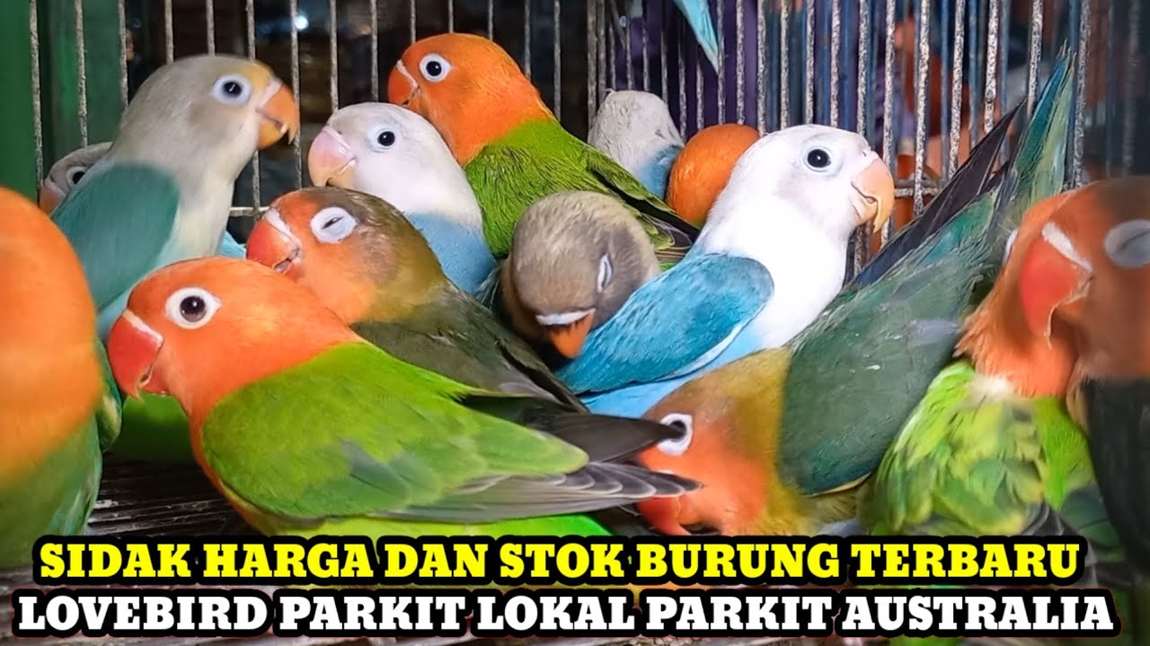 SIDAK HARGA BURUNG LOVEBIRD PARKIT LOKAL DAN AUSTRALIA DIAWAL PUASA PASAR BURUNG PRAMUKA HARI INI