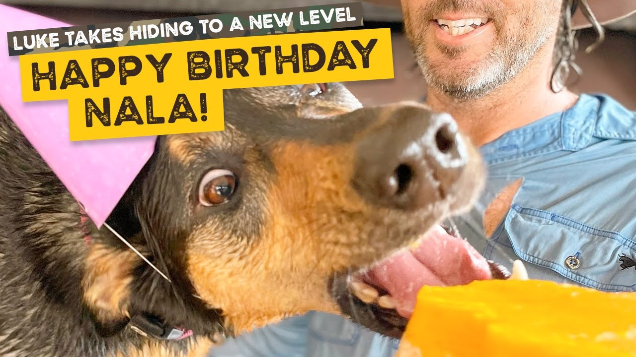 Hercules the Labrador puppy jumps in, happy birthday Nala and Uncle Luke in camouflage