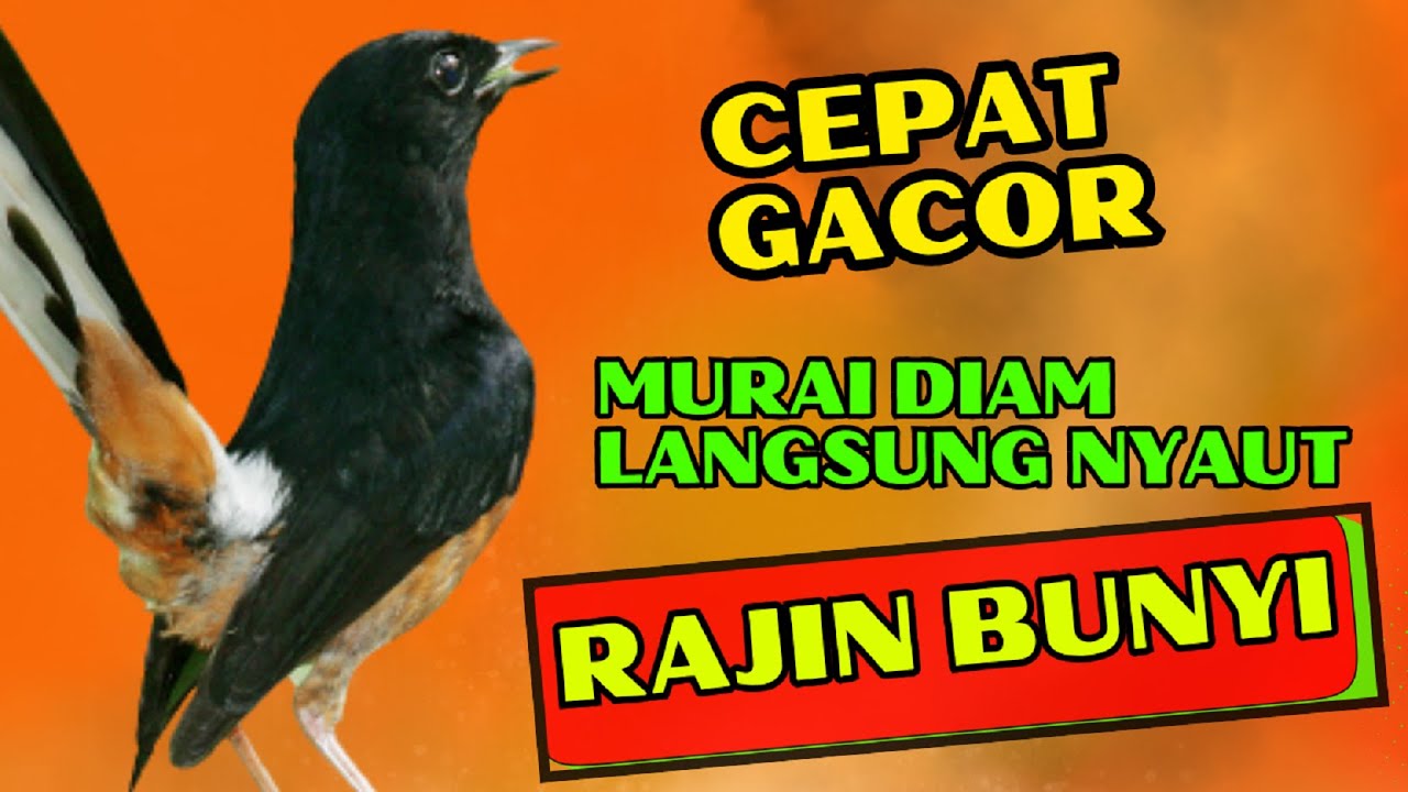 PANCINGAN PAGI-PAGI AGAR MURAI GACOR❗❗ MURAI DIAM PASTI NYAUT EMOSI❗❗❗