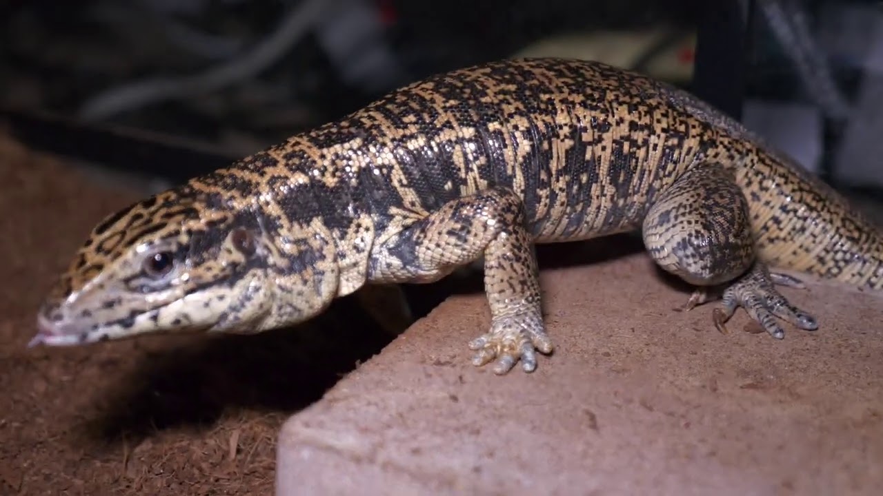 COLOMBIAN GOLDEN TEGU REGROWING DROPPED TAIL | AMAZING HEALING