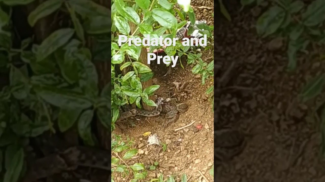 Snake hunts and consumes frog ( Predator and Prey)