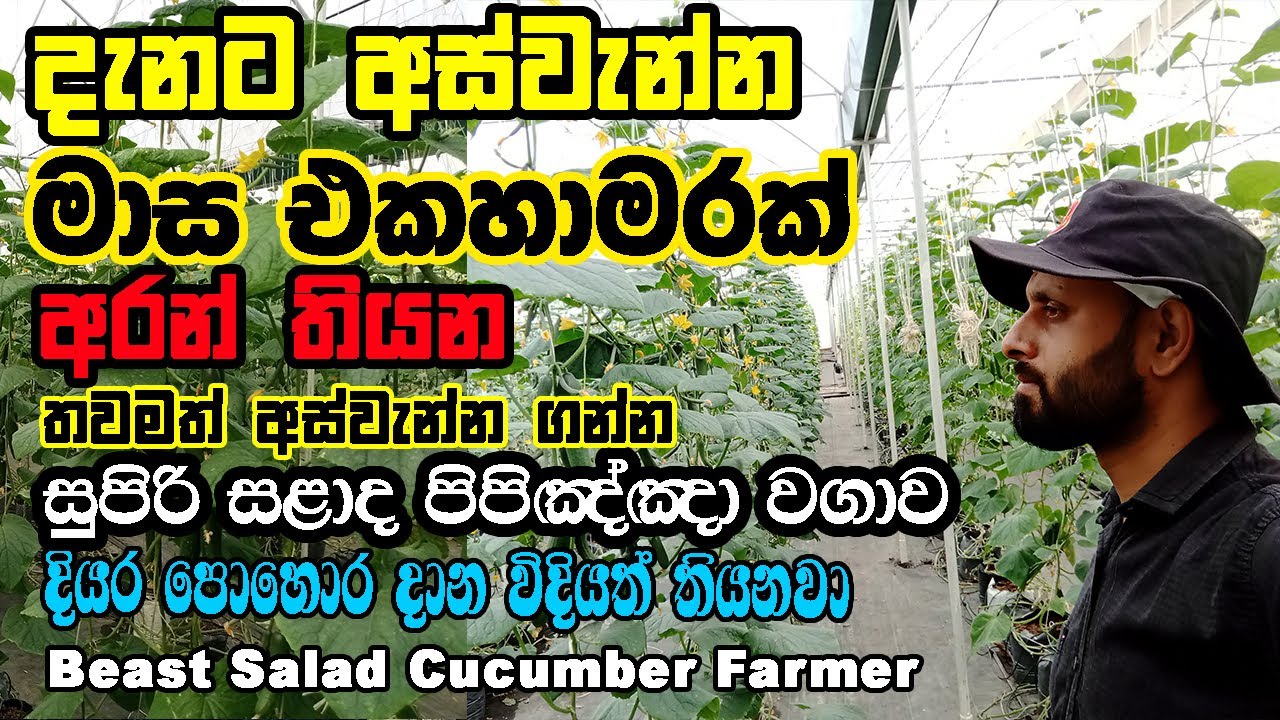 දැනට කිලෝ 8000යි |මිල රු.300යි|මාස 1.1/2 අස්වැන්න ගත්ත තවමත් අස්වැන්න ගන්න සුපිරි සළාද පිපිඤ්ඤා වගාව