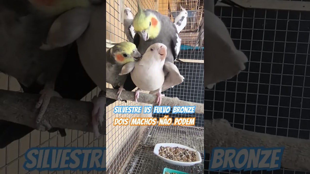 Calopsitas| Dois machos n&atilde;o podem