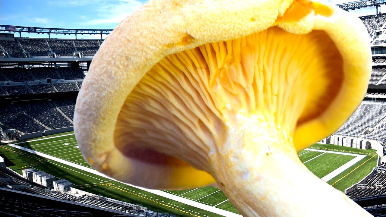 ОГРОМНЫЙ ГРИБ (он же Armillaria solidipes)! САМЫЙ БОЛЬШОЙ ЖИВОЙ ОРГАНИЗМ В МИРЕ!