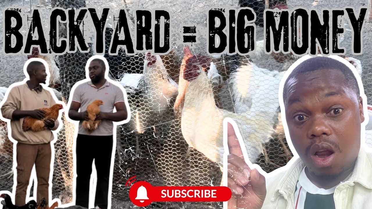 From Jobless to Poultry Success: Making Thousands with Backyard Chicken Farming