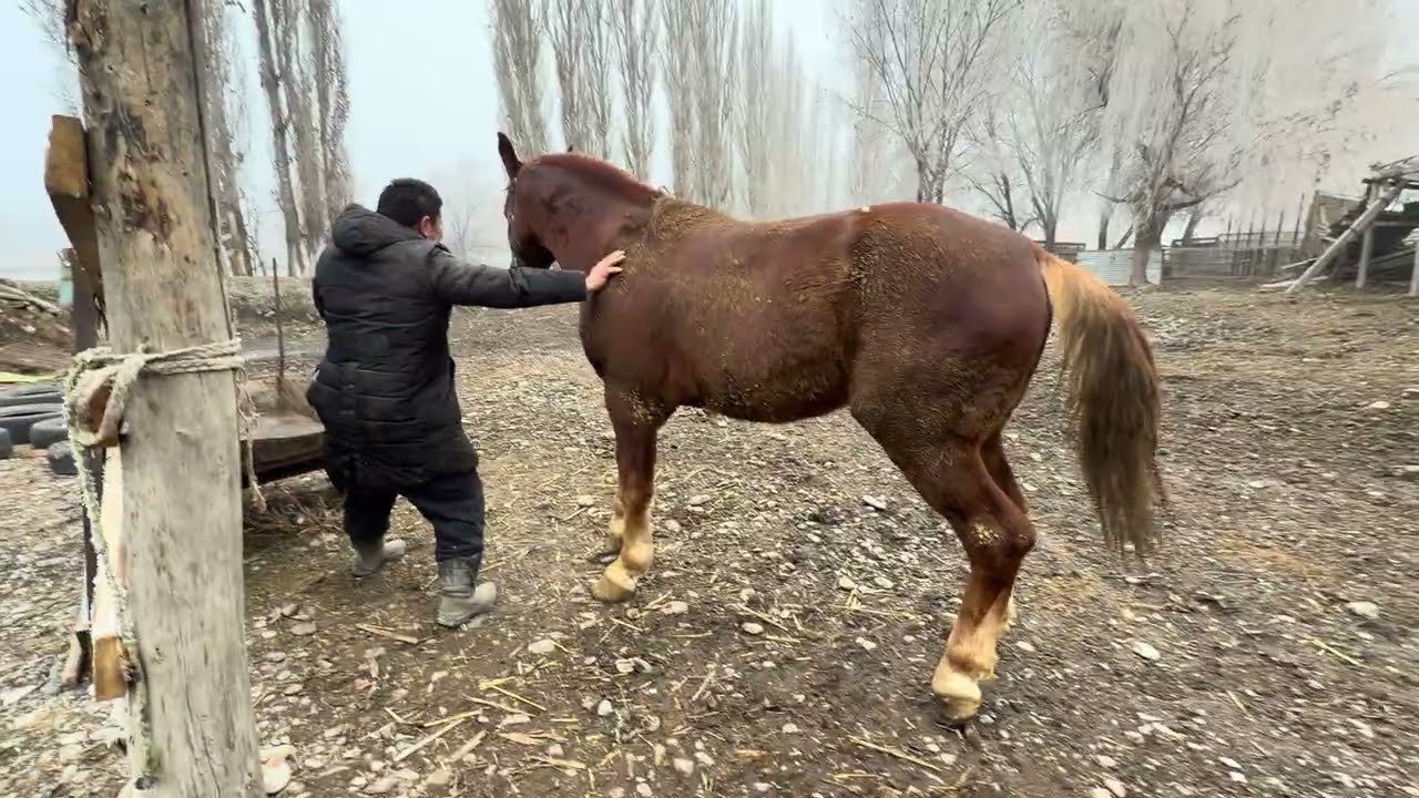 Бээ ,Жылкы ,Кунан