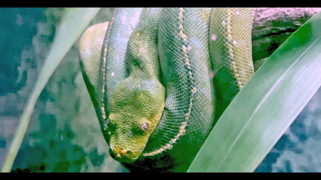 Port Moresby Nature Park, Papua New Guinea