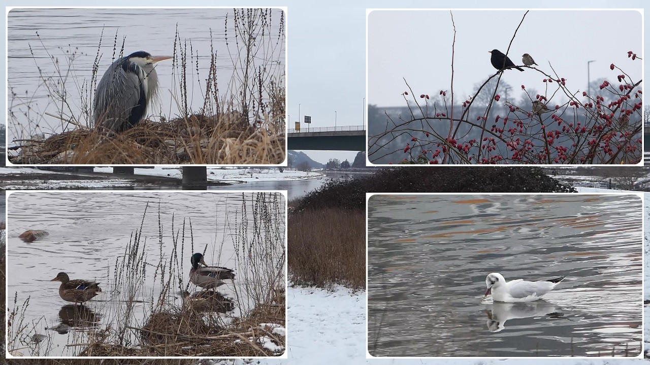 Beobachtungen an der Elbe entlang (01.02.2026)