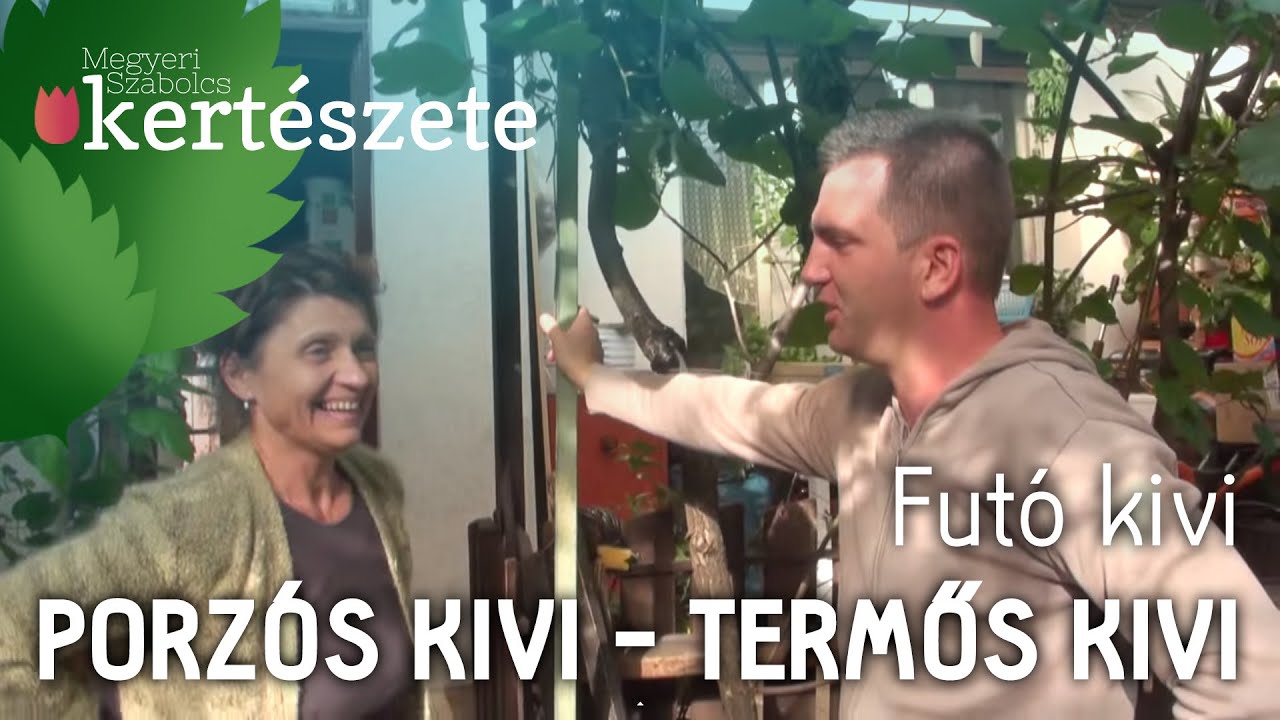 Kivi pár - Kivi termesztése, nevelése - Termős kivi - Porzós kivi - Kivi vásárlása - Kivi rendelése