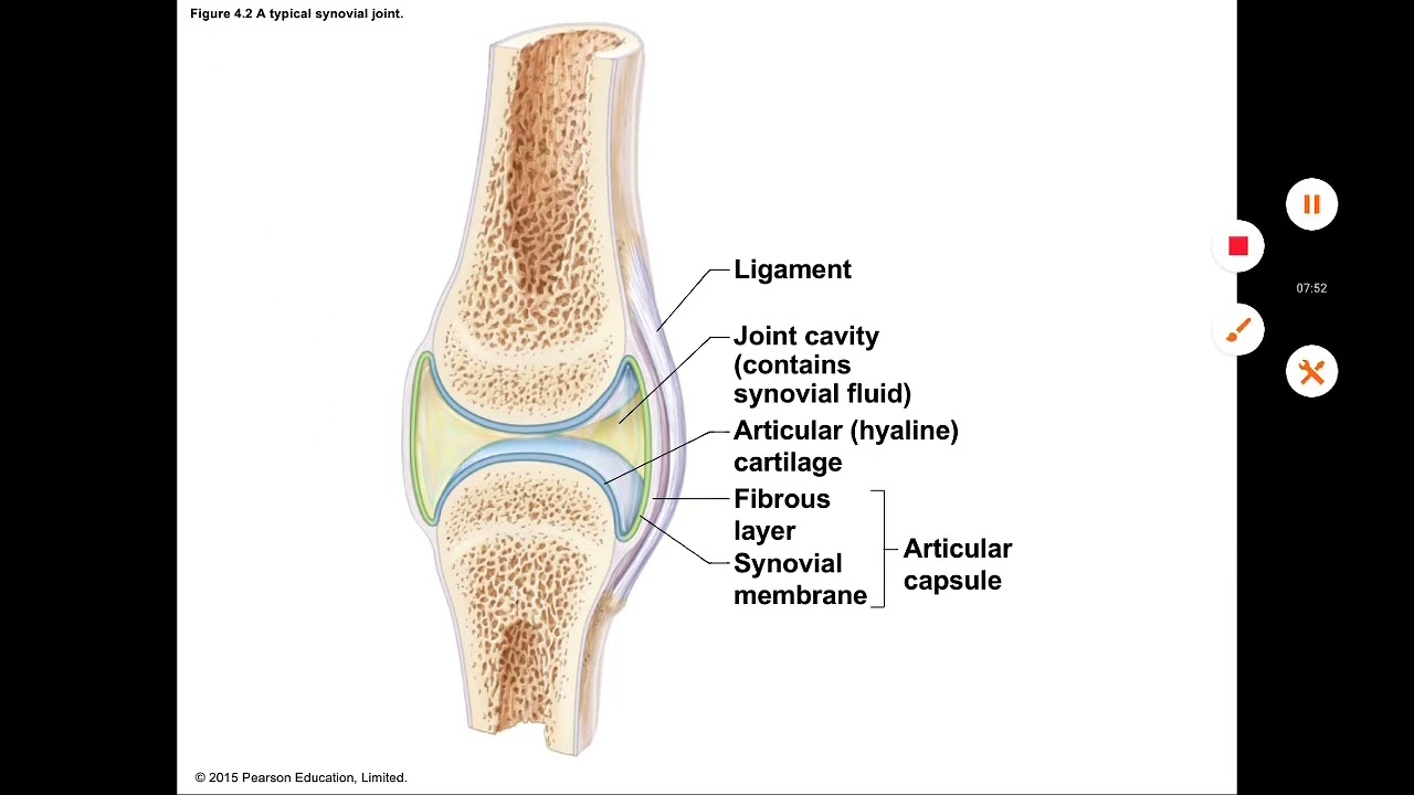 Anatomy | Integumentary system and skin and body membranes 