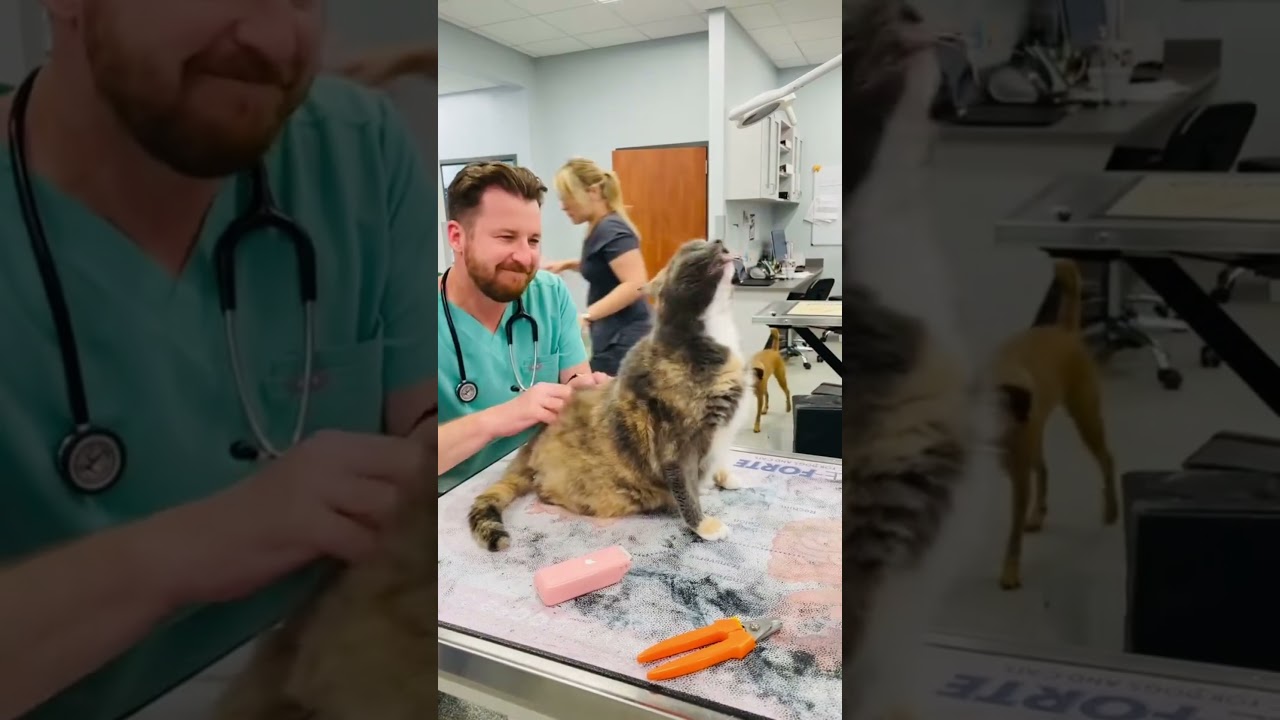 Funny and cute cats at vet compilation