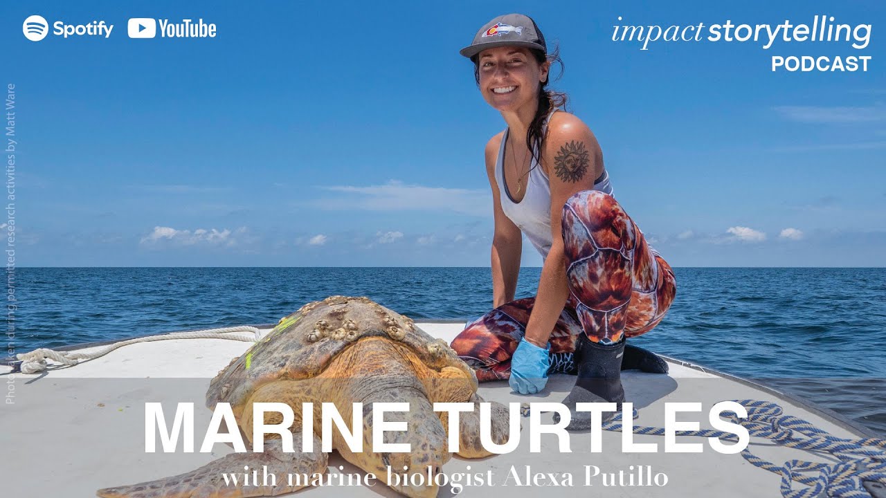 Foraging Ecology and Habitat Use of Sea Turtles with Alexa Putillo