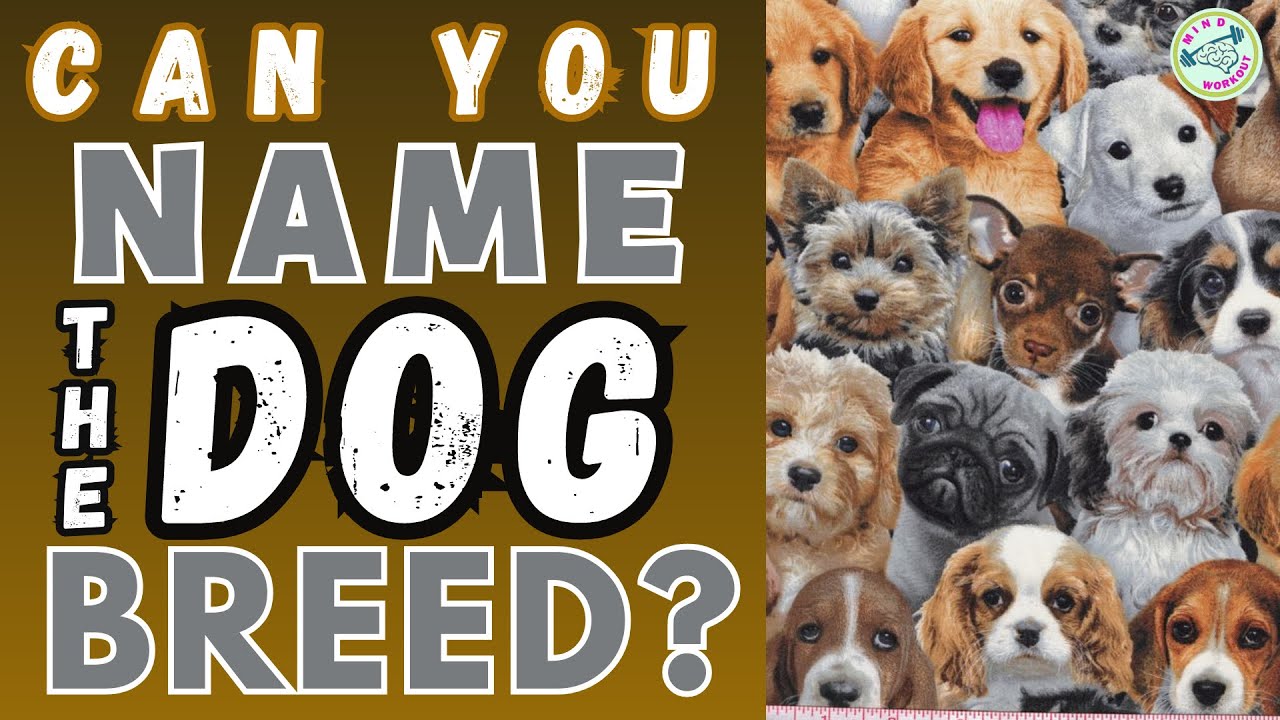 Guess the Dog Breed | Dog Breed Quiz | Dog Breed Guessing Game