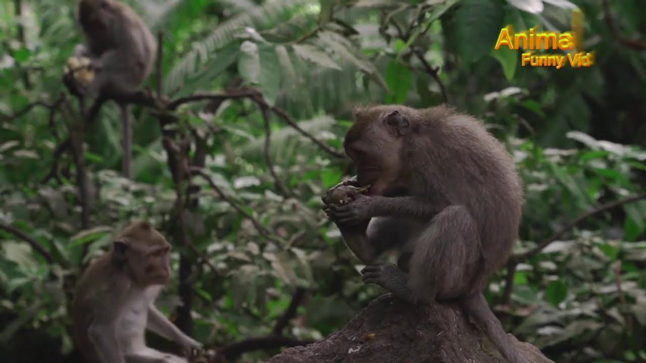 Amazing Scenery of Animals In 8K - Scenically Relaxations Films.