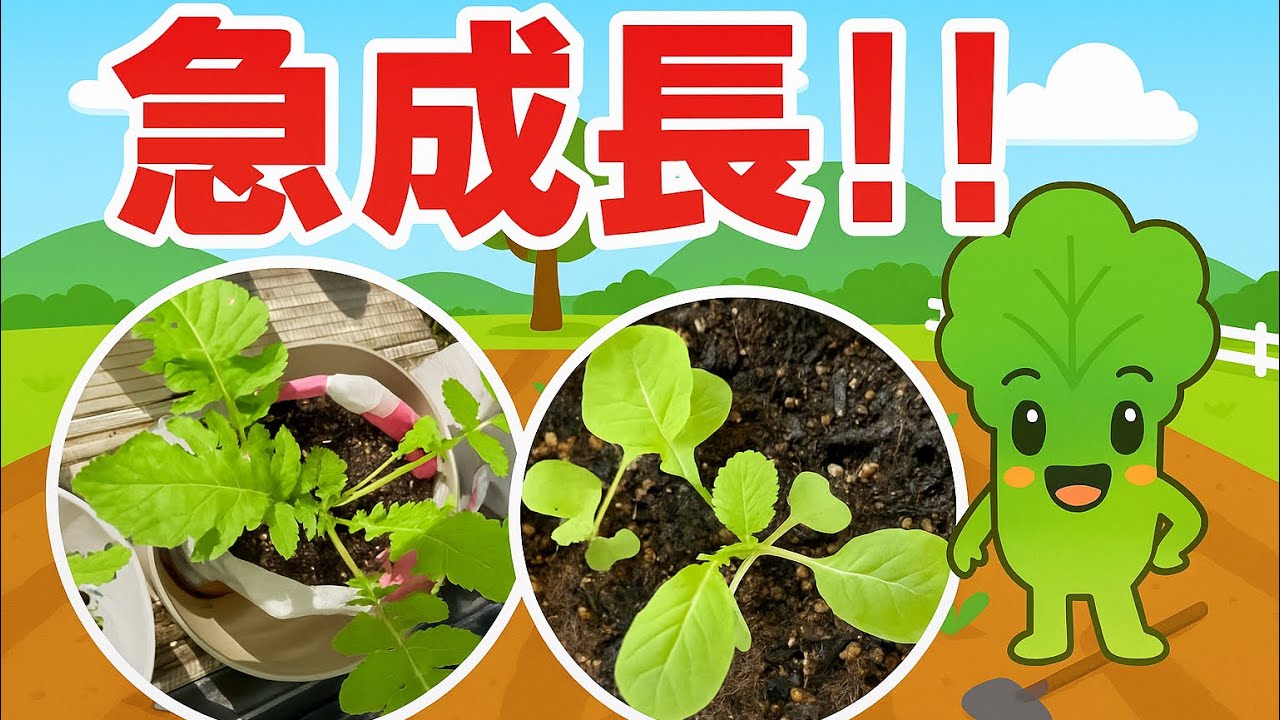 ベランダ水耕栽培挑戦記！(10月5日から12日)