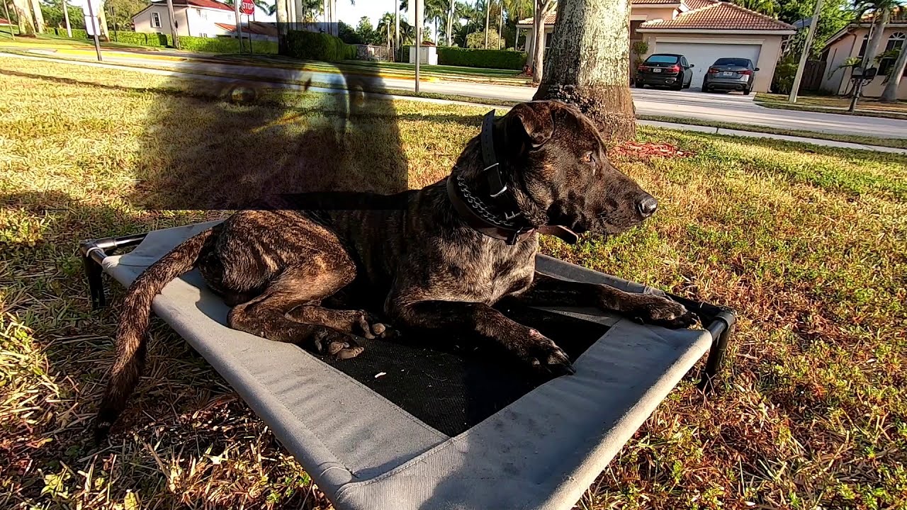 Fixing Food Aggressive Reactive Dog in 3 Weeks!
