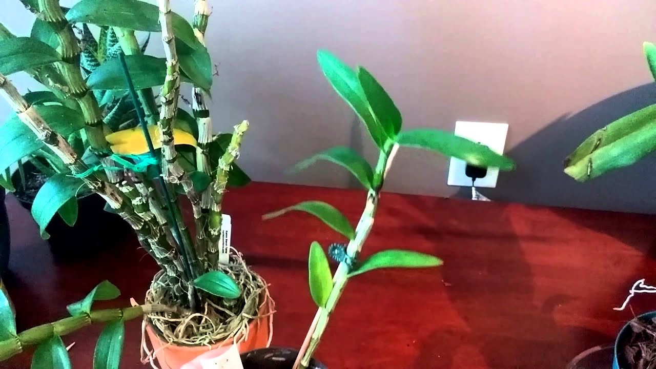 Growing Dendrobium Nobile