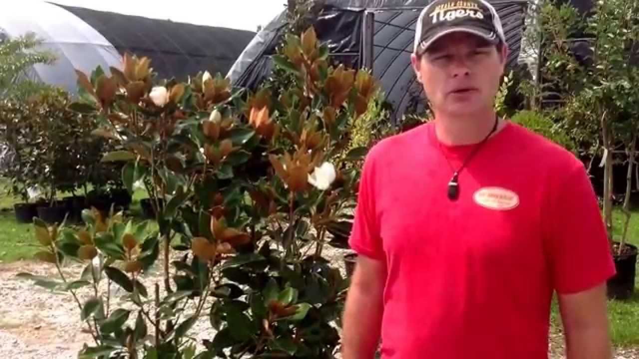 Bert Driver Nursery - Magnolias (Brackens & Little Gem )