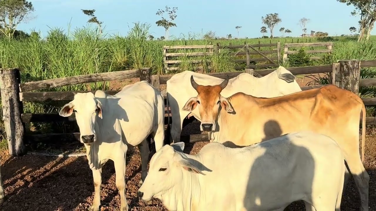 CHARLLES E TIRINGA NA FAZENDA DO GOIÁS (PARTE 4) | COMÉDIA SELVAGEM