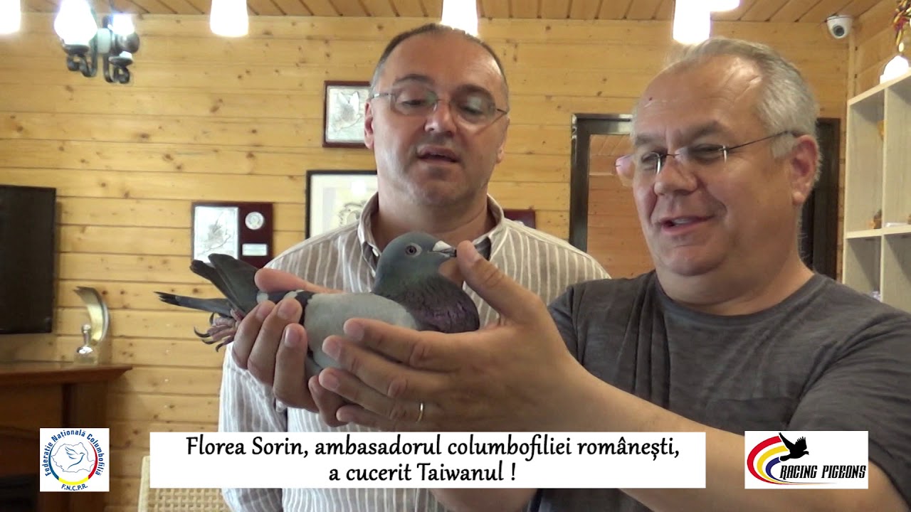 Team Florea Sorin, ambasadorul columbofiliei romanesti, a cucerit Taiwanul