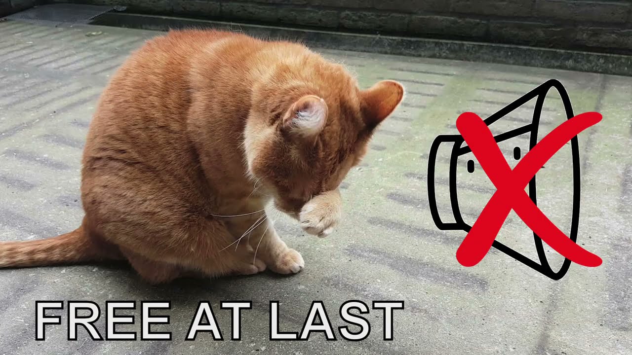 Alvi cat : cone free