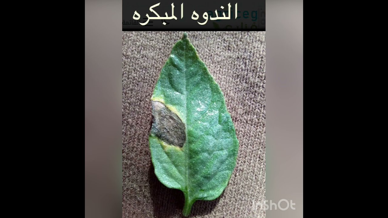 الاصابات الفطريه و الحشريه التي تصيب النباتات المنزليه و كيفية التعرف عليها  بالشرح و الصور